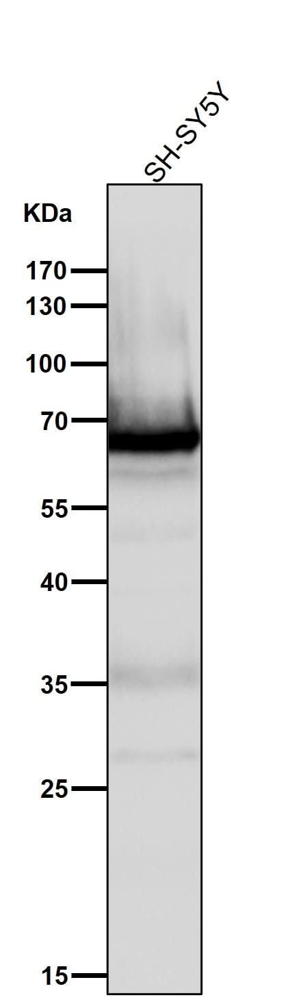 Anti-COX1 PTGS1 Rabbit Monoclonal Antibody Boster Bio