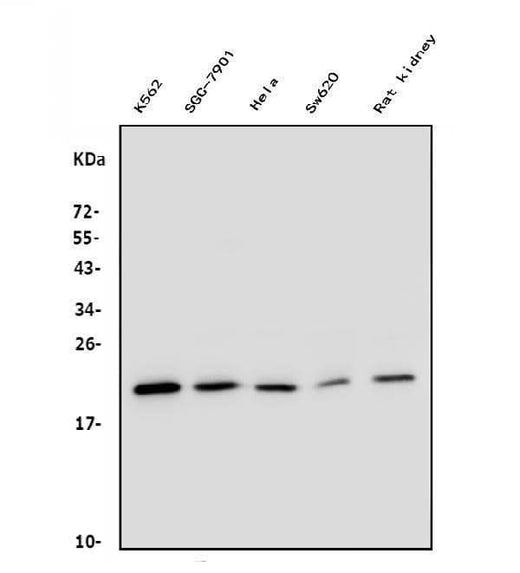 Anti-DHFR Antibody Picoband® (monoclonal, 3C8 Boster Bio