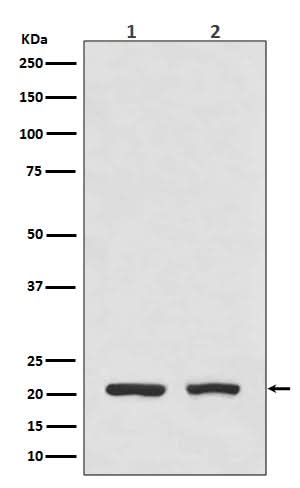 Anti-DHFR Monoclonal Antibody Boster Bio