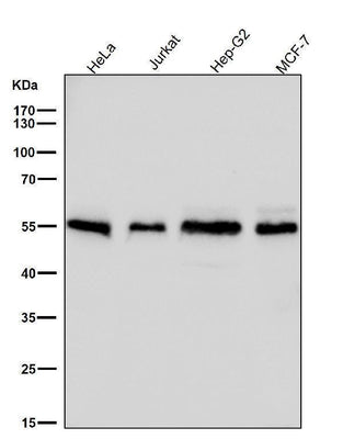 Anti-Apg12(Atg12) Rabbit Monoclonal Antibody Boster Bio