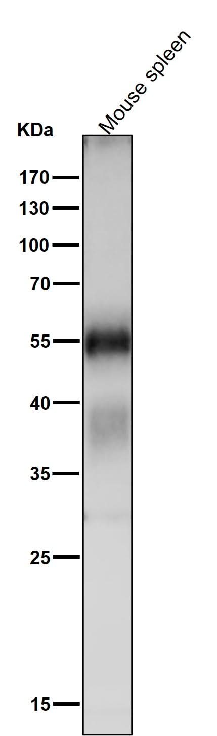 Anti-Apg12 (Atg12) Rabbit Monoclonal Antibody Boster Bio