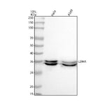Anti-Lactate Dehydrogenase LDHA Rabbit Monoclonal Antibody Boster Bio