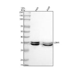 Anti-Lactate Dehydrogenase LDHA Rabbit Monoclonal Antibody Boster Bio