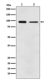 Anti-EEF2 Monoclonal Antibody Boster Bio