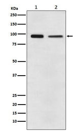 Anti-EEF2 Monoclonal Antibody Boster Bio