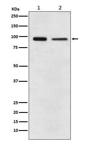 Anti-EEF2 Monoclonal Antibody Boster Bio
