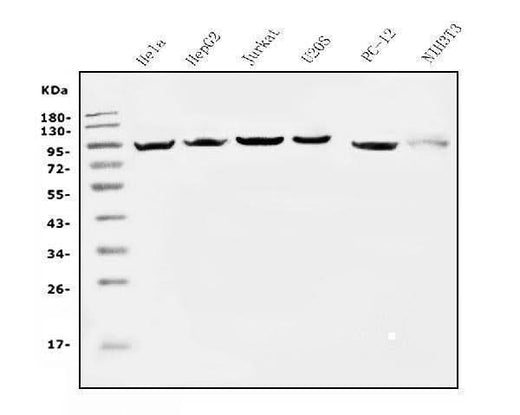 Anti-EEF2 Picoband® Antibody (monoclonal, 5F5 Boster Bio