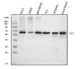 Anti-YY1 Antibody Picoband® (monoclonal, 6H3E1 Boster Bio