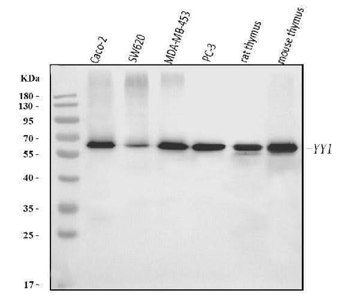 Anti-YY1 Antibody Picoband® (monoclonal, 6H3E1 Boster Bio