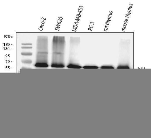 Anti-YY1 Antibody Picoband® (monoclonal, 3F3E7 Boster Bio
