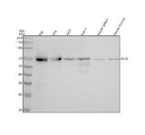 Anti-RelB Rabbit Monoclonal Antibody Boster Bio