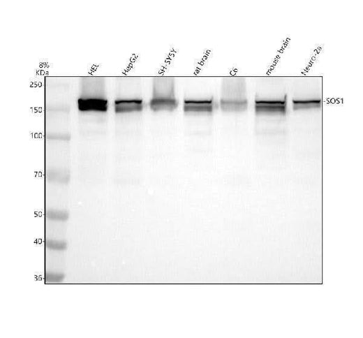 Anti-SOS1 Rabbit Monoclonal Antibody Boster Bio