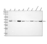 Anti-HDAC3 Rabbit Monoclonal Antibody Boster Bio