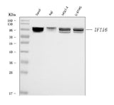 Anti-IFI16 Antibody Picoband® (monoclonal, 2I3D7 Boster Bio