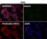 Anti-KAT13A / SRC1 Monoclonal Antibody Boster Bio