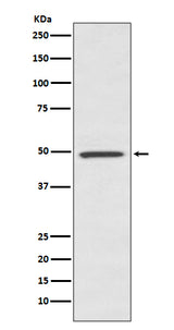 Anti-BMP7 Rabbit Monoclonal Antibody Boster Bio