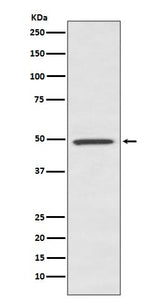 Anti-BMP7 Rabbit Monoclonal Antibody Boster Bio