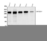 Anti-TJP1 Antibody Picoband® (monoclonal, 3E12 Boster Bio