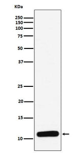 Anti-PF4 Monoclonal Antibody Boster Bio