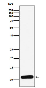 Anti-PF4 Monoclonal Antibody Boster Bio