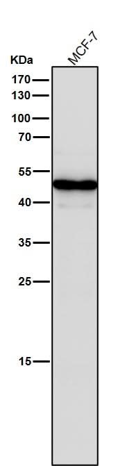 Anti-STF1 Rabbit Monoclonal Antibody Boster Bio