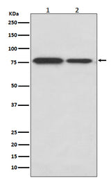 Anti-DRD1/Dopamine Receptor D1 Rabbit Monoclonal Antibody Boster Bio