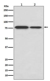 Anti-DRD1/Dopamine Receptor D1 Rabbit Monoclonal Antibody Boster Bio
