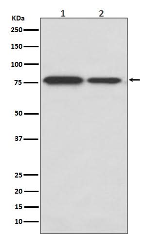 Anti-DRD1/Dopamine Receptor D1 Rabbit Monoclonal Antibody Boster Bio