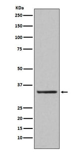 Anti-Orai1 Rabbit Monoclonal Antibody Boster Bio