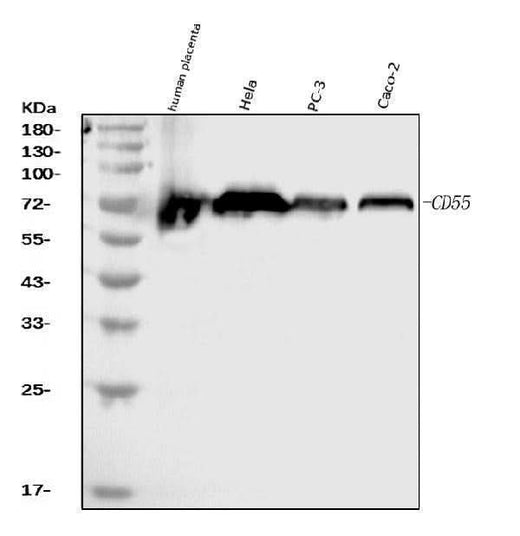 Anti-CD55 Antibody Picoband® (monoclonal, 9F3A1 Boster Bio
