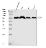 Anti-CD55 Antibody Picoband® (monoclonal, 5B9E1 Boster Bio