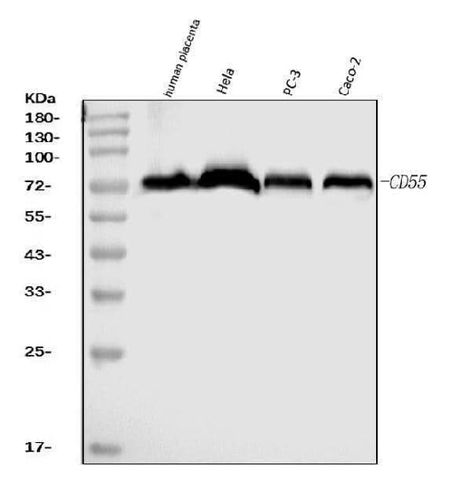Anti-CD55 Antibody Picoband® (monoclonal, 5B9E1 Boster Bio