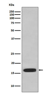 Anti-CD59 Rabbit Monoclonal Antibody Boster Bio