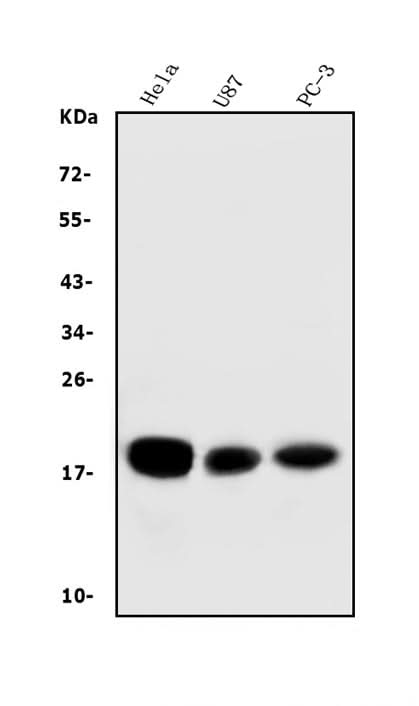 Anti-CD59 Antibody Picoband®(monoclonal, 3C10 Boster Bio