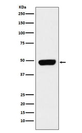 Anti-Pannexin 1 Rabbit Monoclonal Antibody Boster Bio
