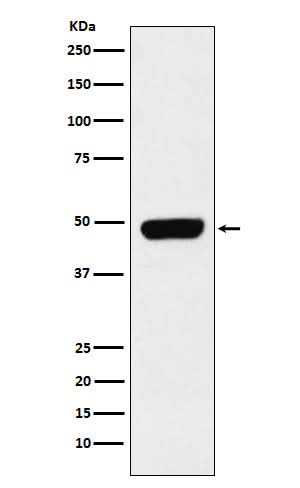 Anti-Pannexin 1 Rabbit Monoclonal Antibody Boster Bio