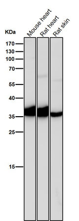 Anti-IGFBP1 Rabbit Monoclonal Antibody Boster Bio