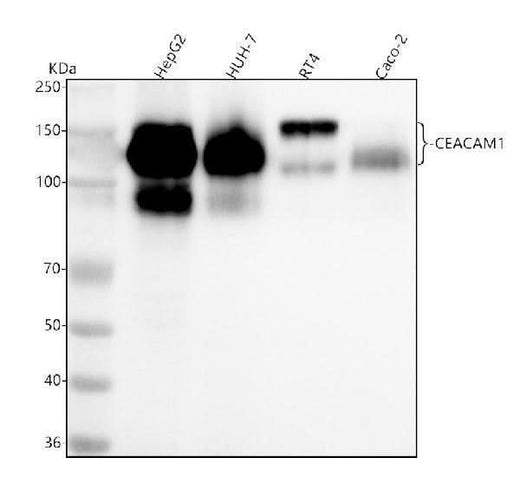 Anti-CEACAM1 Rabbit Monoclonal Antibody Boster Bio