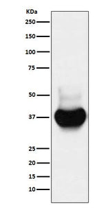 Anti-BST2 Monoclonal Antibody Boster Bio