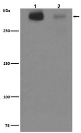 Anti-Tenascin C TNC Rabbit Monoclonal Antibody Boster Bio