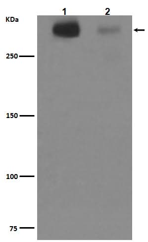 Anti-Tenascin C TNC Rabbit Monoclonal Antibody Boster Bio
