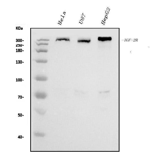 Anti-IGF2R Antibody Picoband® (monoclonal, 4I11 Boster Bio
