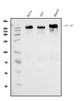 Anti-IGF2R Antibody Picoband® (monoclonal, 6G2 Boster Bio
