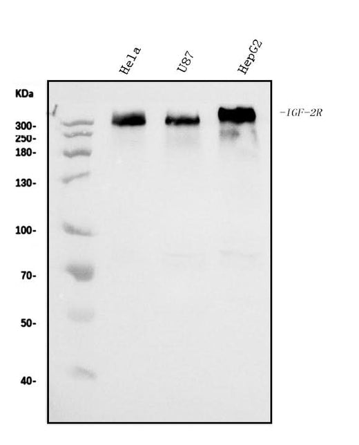 Anti-IGF2R Antibody Picoband® (monoclonal, 6G2 Boster Bio