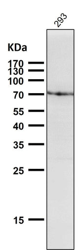 Anti-GRP78 BiP HSPA5 Rabbit Monoclonal Antibody Boster Bio