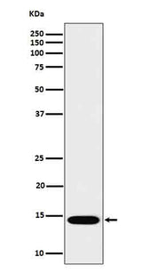 Anti-IL22 Rabbit Monoclonal Antibody Boster Bio