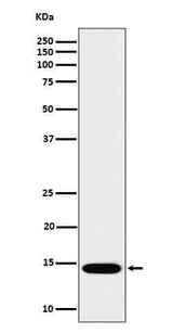 Anti-IL22 Rabbit Monoclonal Antibody Boster Bio