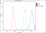 Anti-IL22 Antibody Picoband® (monoclonal, 7F2 Boster Bio