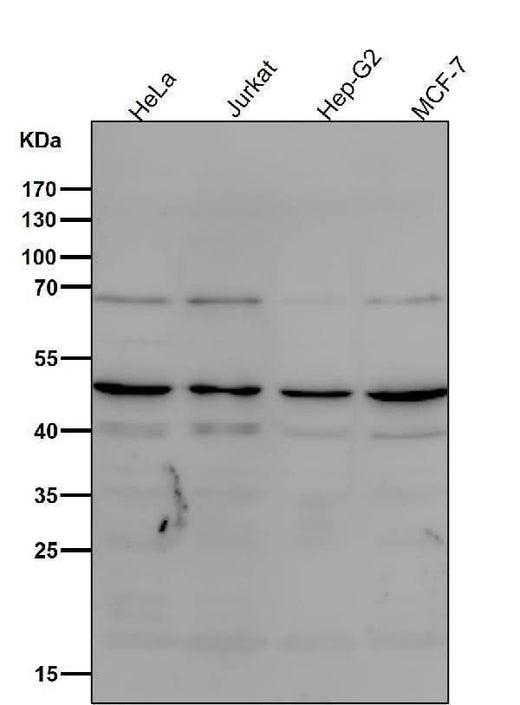 Anti-MyoD1/Myod Rabbit Monoclonal Antibody Boster Bio