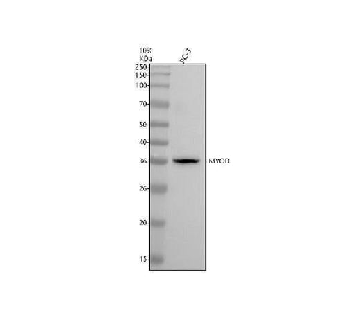 Anti-MyoD Rabbit Monoclonal Antibody Boster Bio